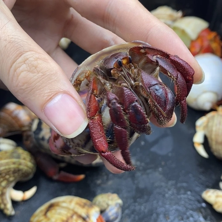 3.3口西非最后一只