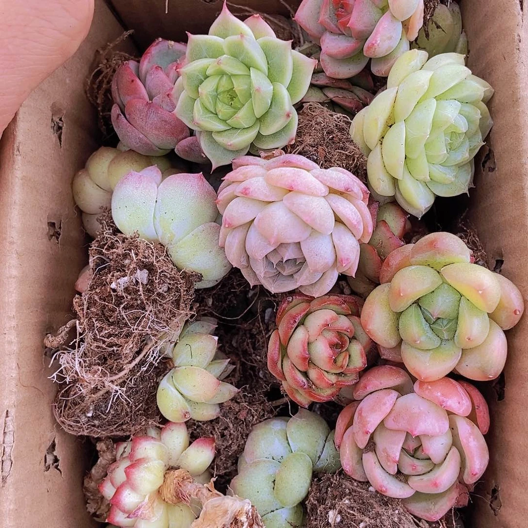 00000000001量拍保底20颗