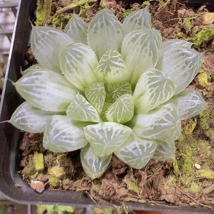 白斑雨露19包邮多肉植物