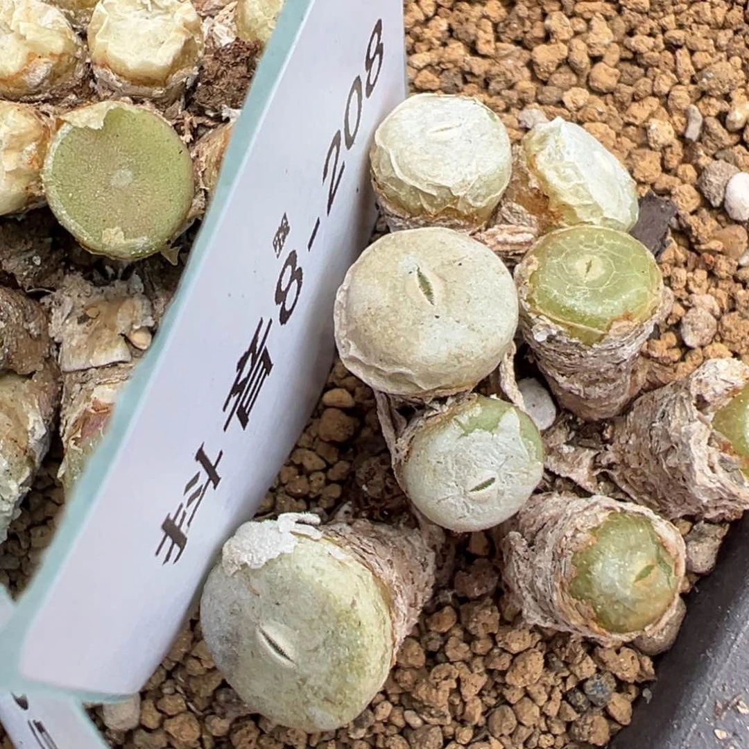 8-208肉锥多肉植物，