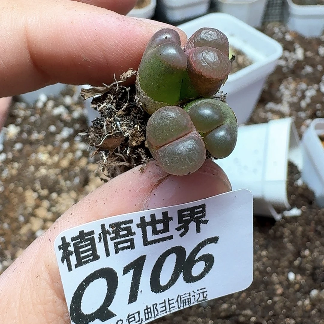 半***田多肉植物的人生fgb