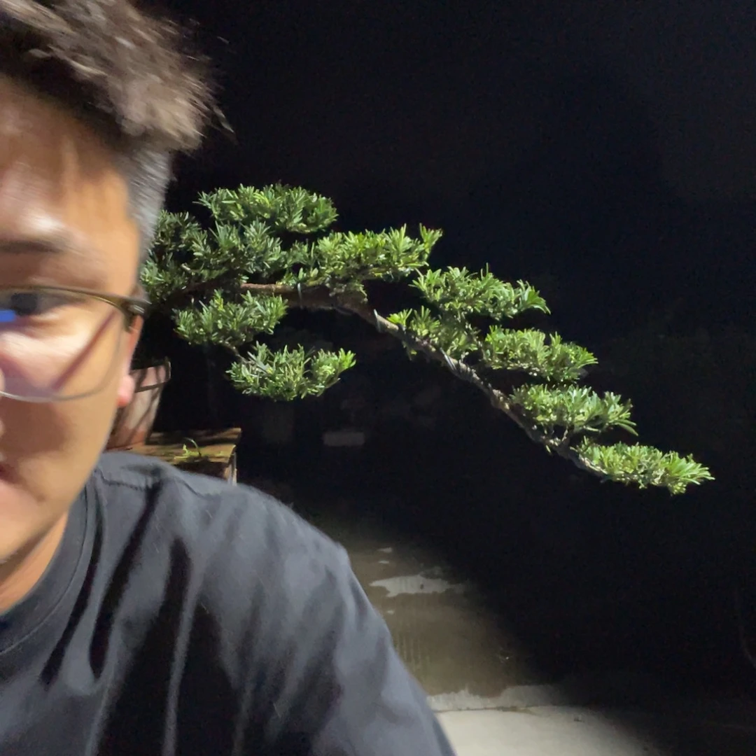 九***门罗汉松悬崖盆景罗汉松