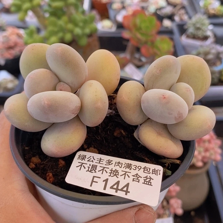 大叶奶144多肉植物