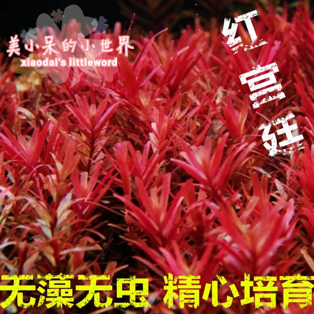 鱼缸草缸造景后景宫廷水草丹麦血宫廷红宫廷粉宫廷自养水下叶新品