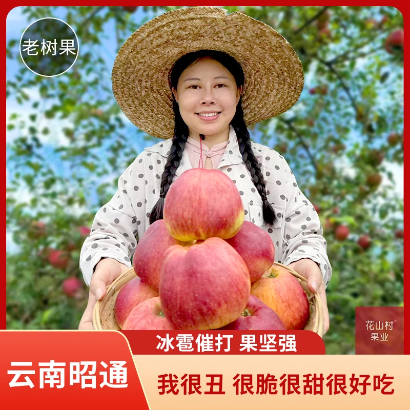 正宗云南昭通脆甜红露丑苹果整箱果园直发有疤包脆甜送礼佳品包邮