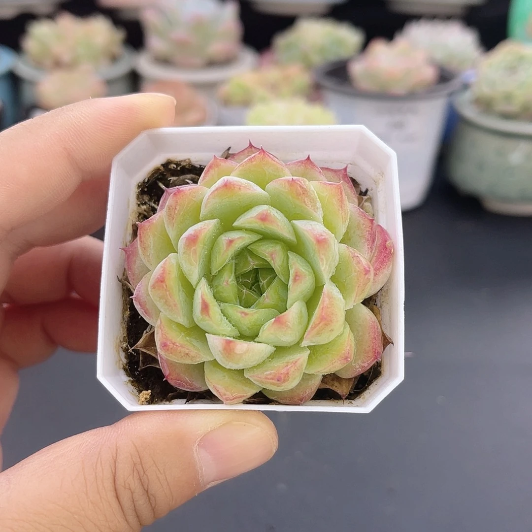 大禹多肉，267女王