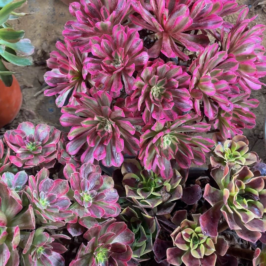 安娜+红铜白+欧佳丽福利