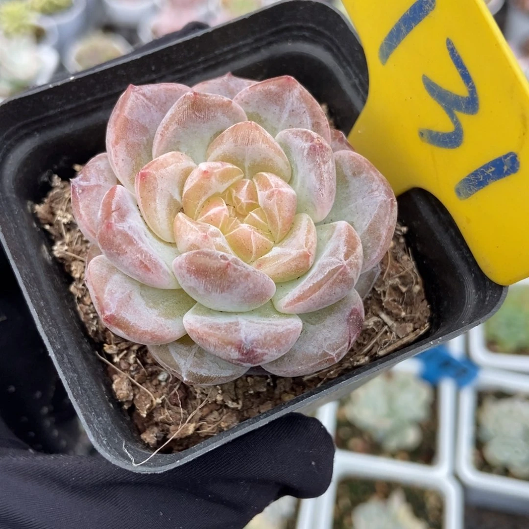 731冰魄多肉植物保护