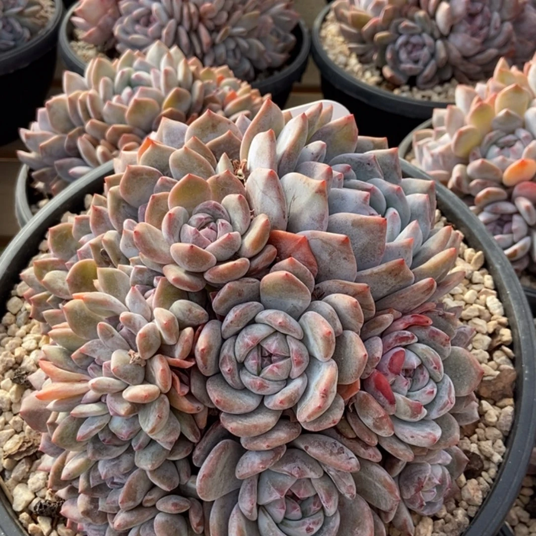 多头朵缀包脸胖体紫心