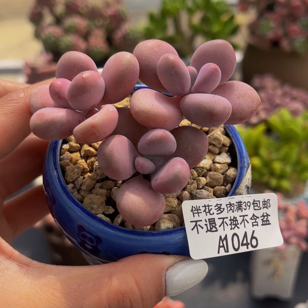 046-腰子桃蛋多肉5cm