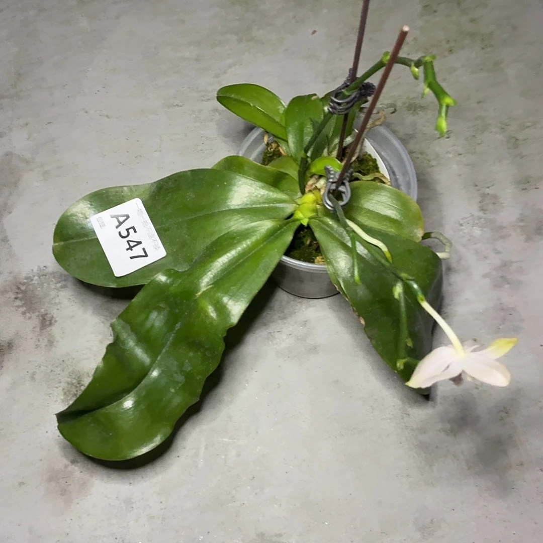 当前无花朵，栽培后可花朵A547盈收三号三苗