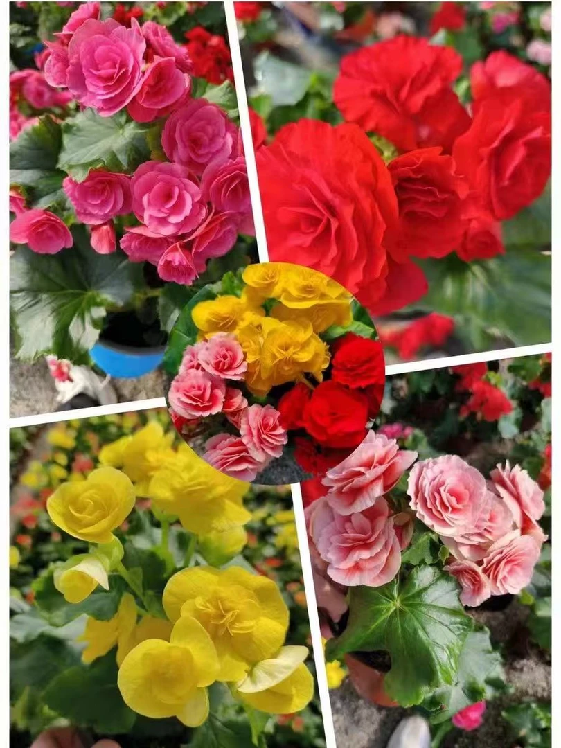 重瓣丽格海棠盆栽带花苞四季开花室内阳台掉花断叶不赔介意勿拍