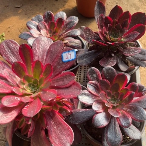 669多肉植物组合