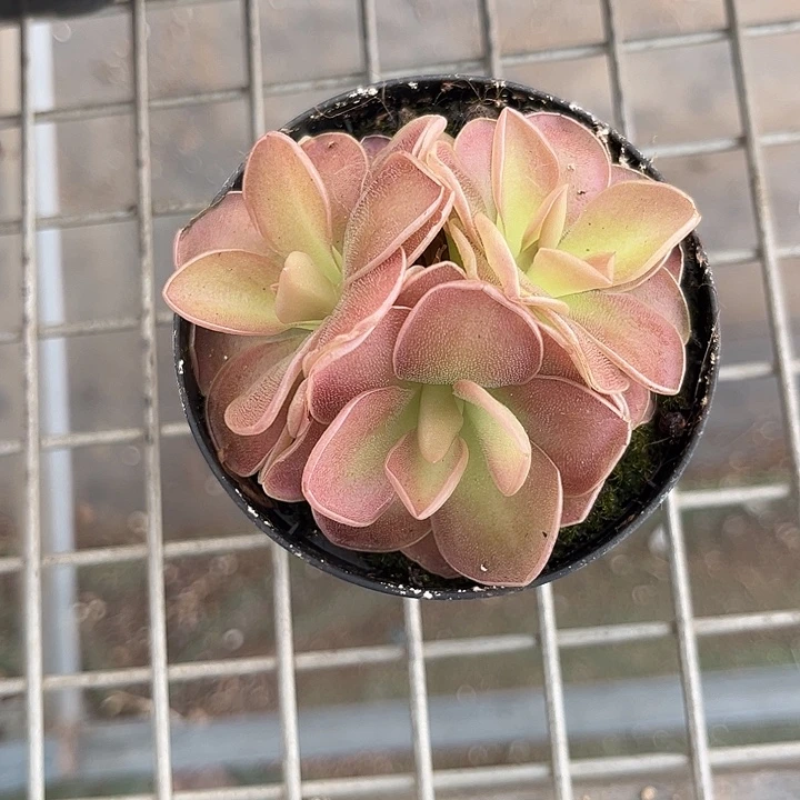 当前无花朵，栽培后可花朵