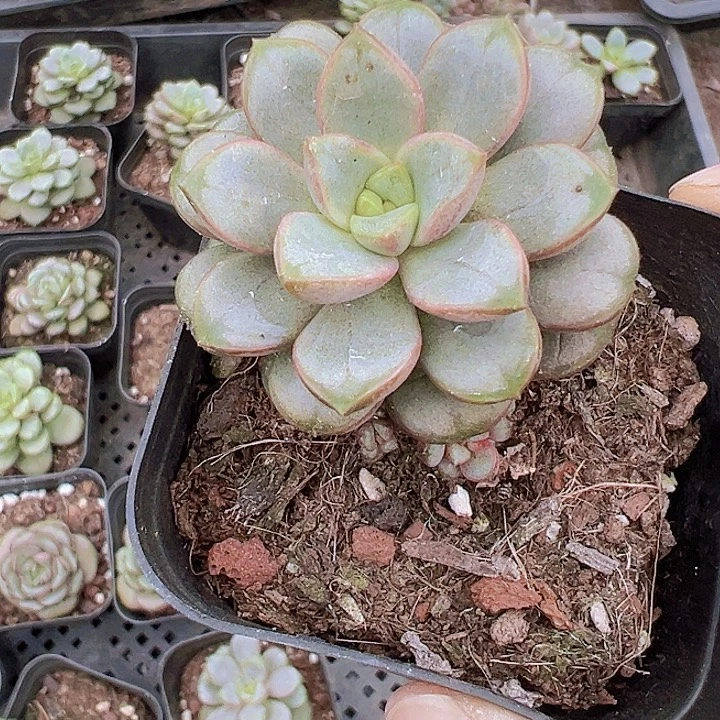 葡萄19包邮多肉植物