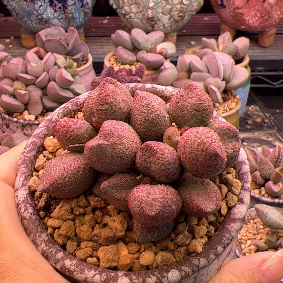 ****.水蜜桃带盆。