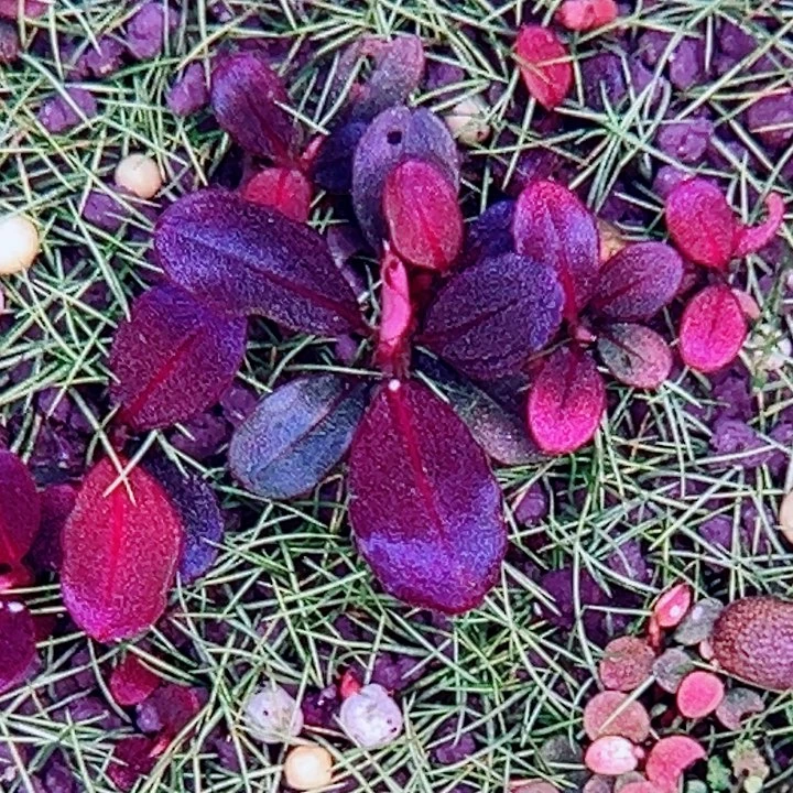 辣椒榕红脉星空福利