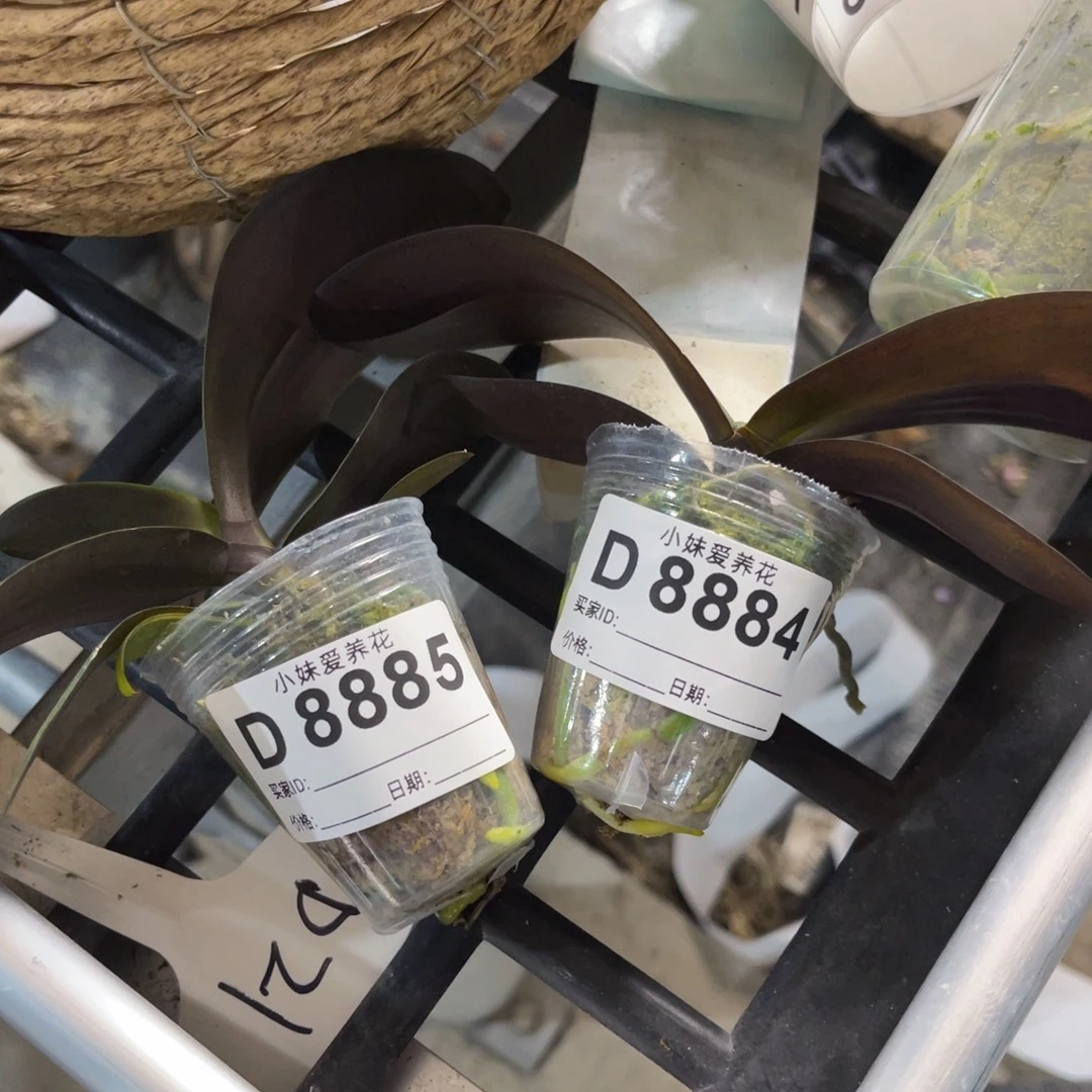 无花朵蝴蝶兰原兰8885，8884