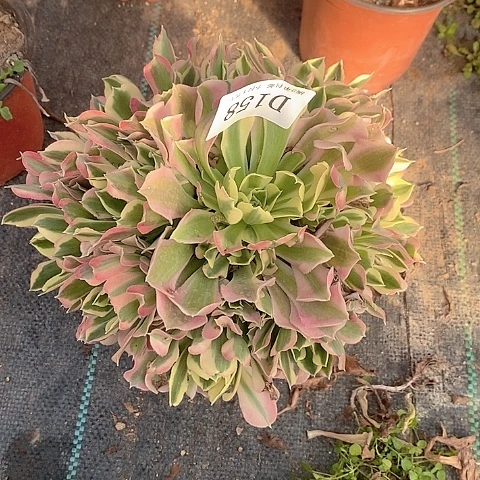 158雨花石多肉法师锦