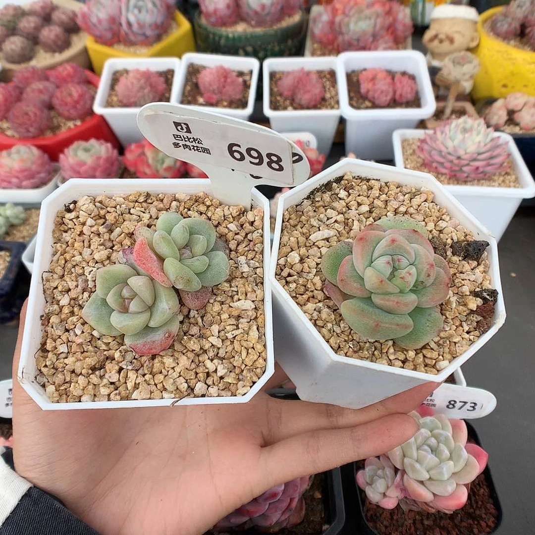 泡**.698冰玉石化两棵多肉植物福利