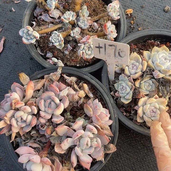 两单包邮，一物一拍，散170