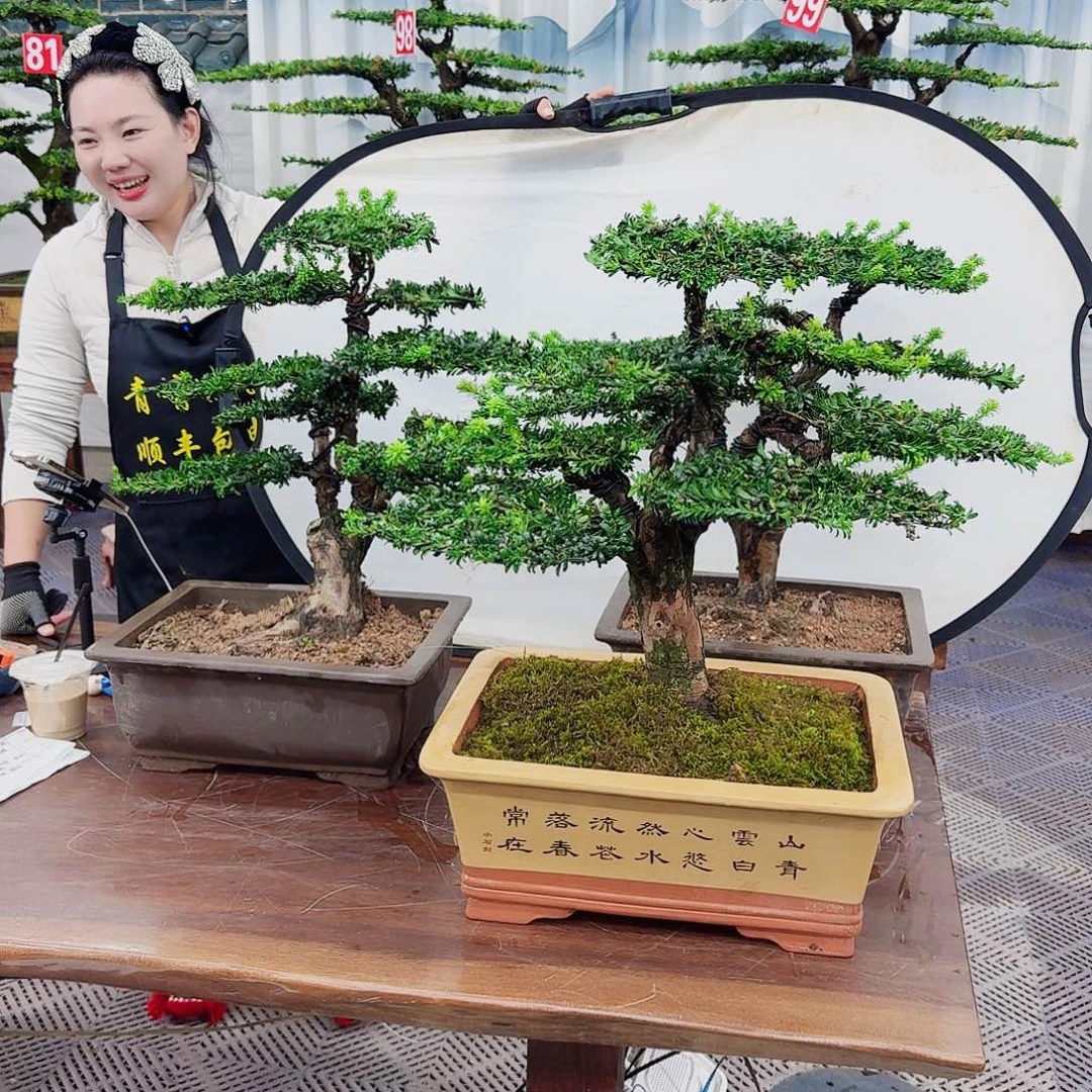 无花朵罗汉松一物一拍888