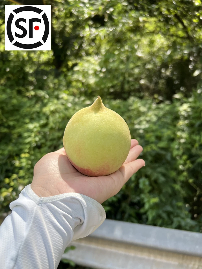 正宗广东连平鹰嘴蜜桃新鲜脆甜当季水果现摘现发顺丰包邮8斤装