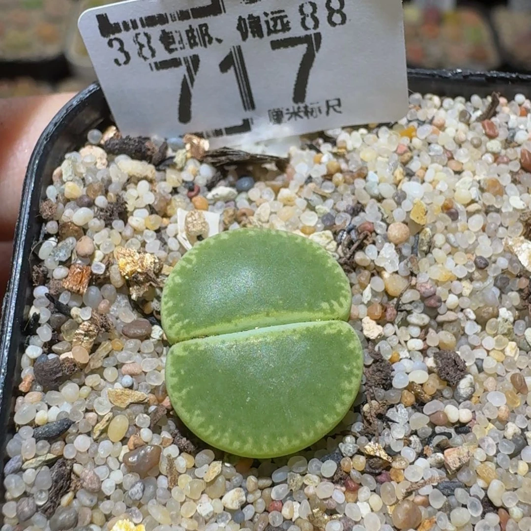 Sssss生石花肉锥717