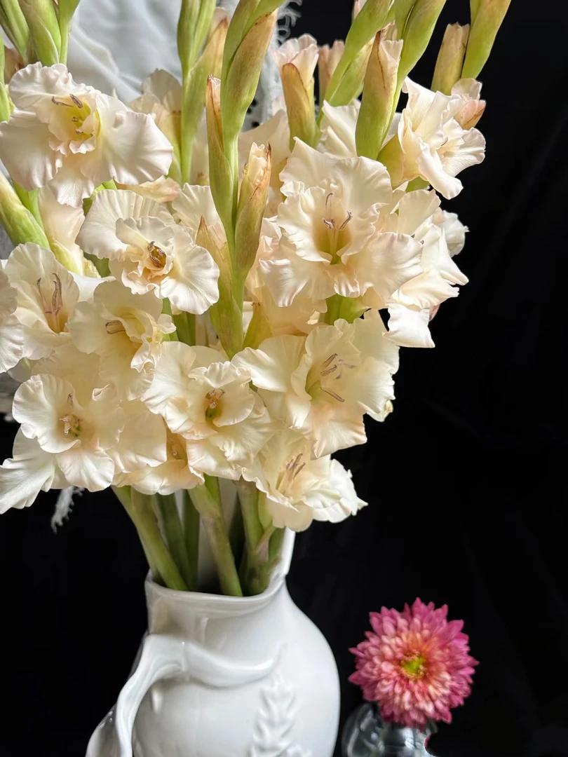 梦幻奶油剑兰10支 节节高 花期长云南基地鲜花   基地直发