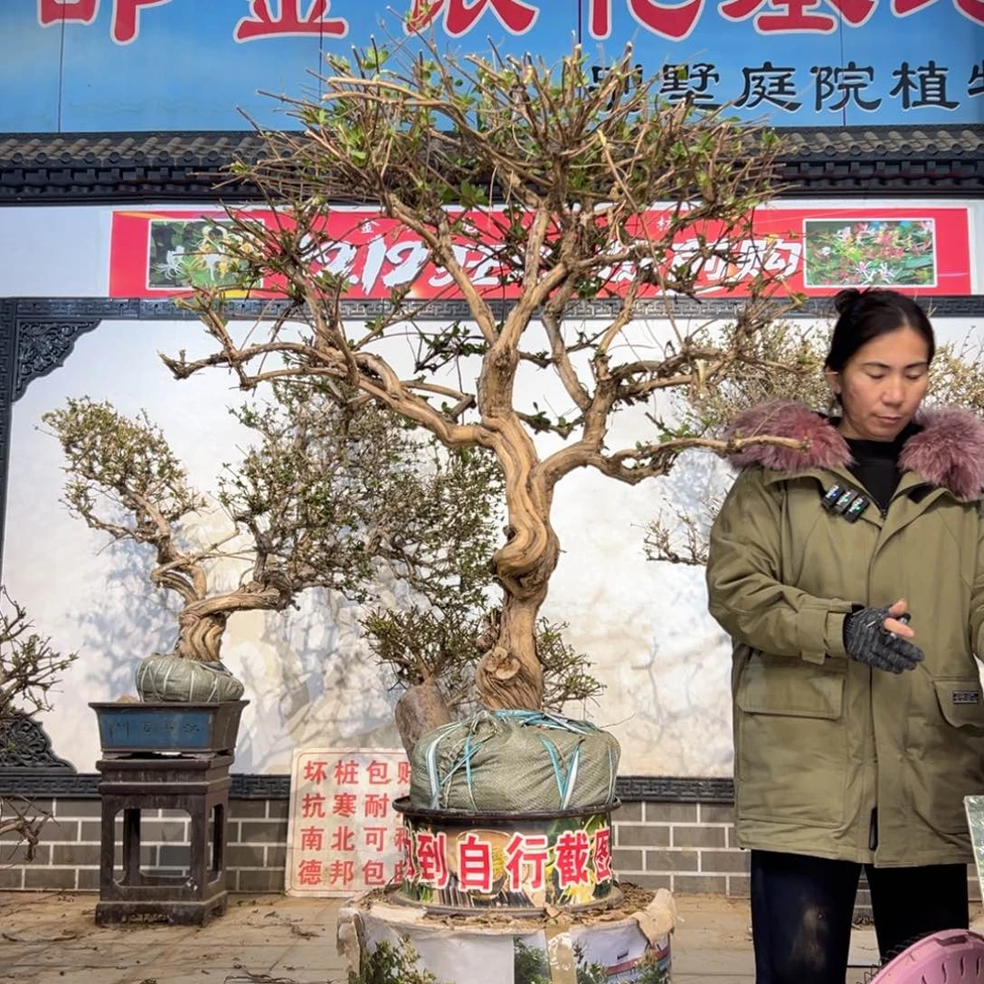 无花朵金银花58888888888888555