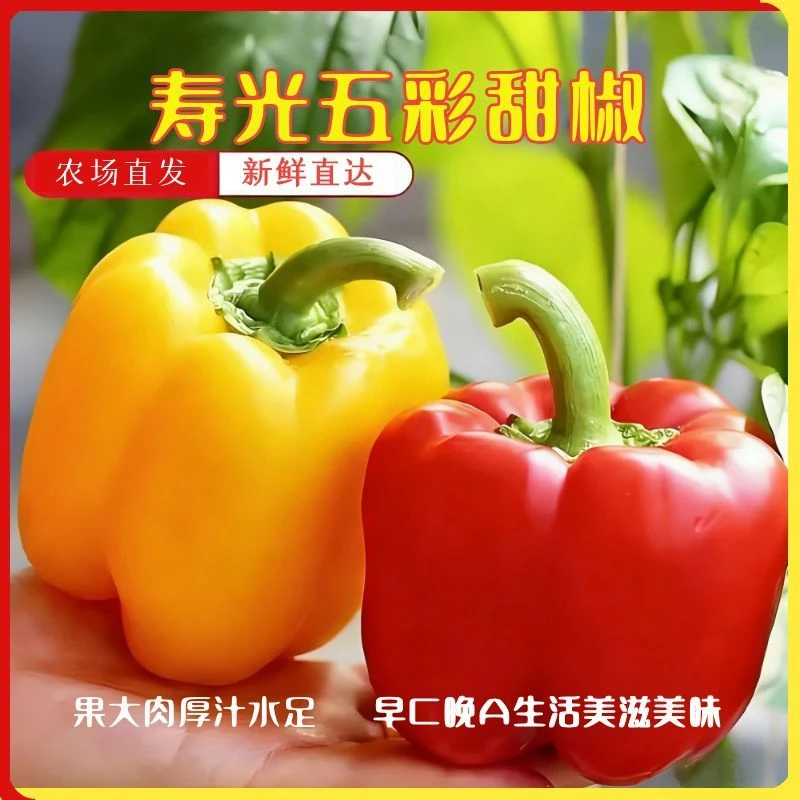 山东寿光彩椒大果微甜新鲜水果椒清脆爆汁低卡辣椒小米辣新鲜批发
