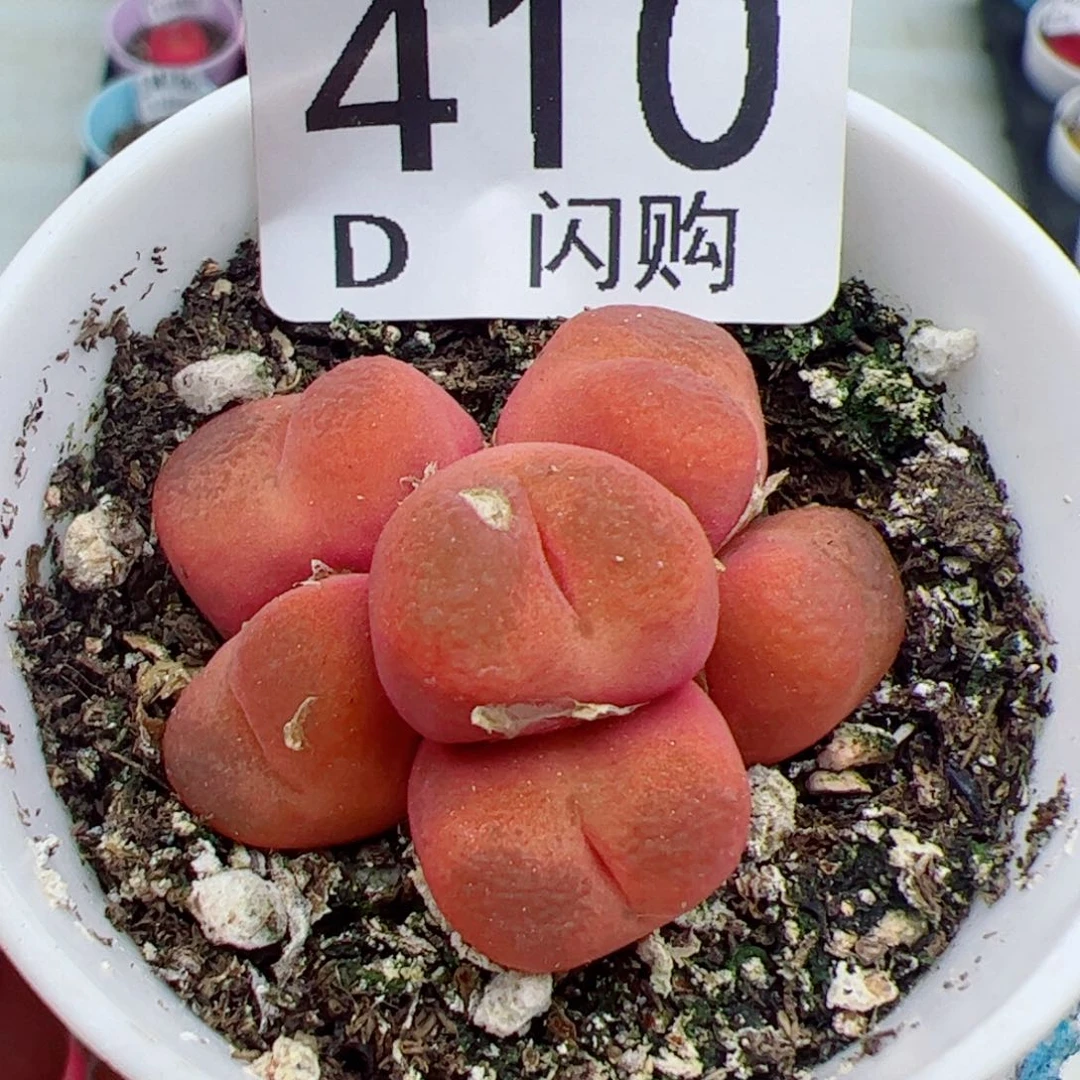 无花朵胡*春我很喜欢这个D410