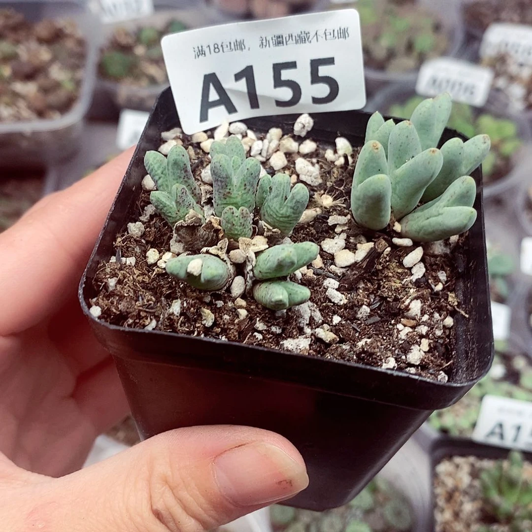 155啦啦旅途快乐的