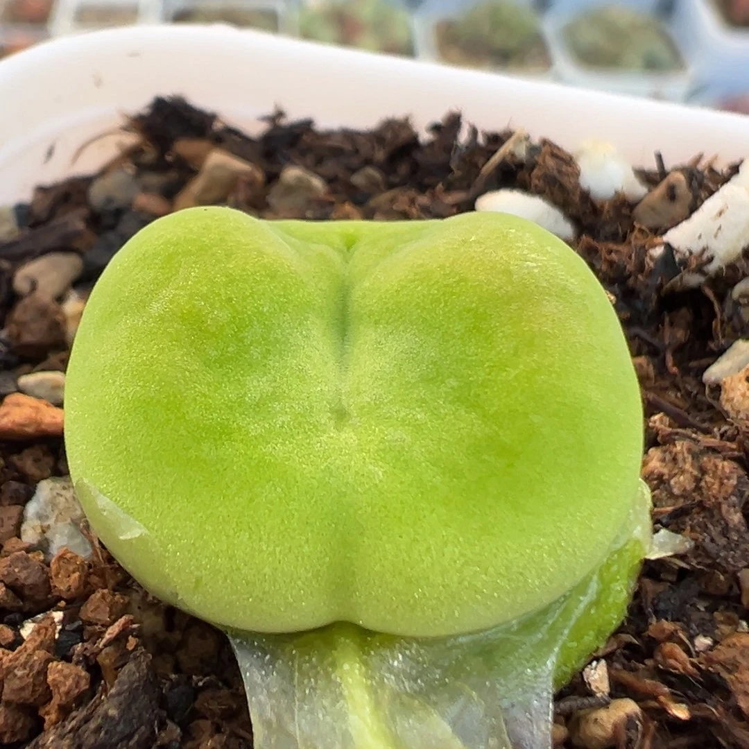 李**球18多肉植物百科知识