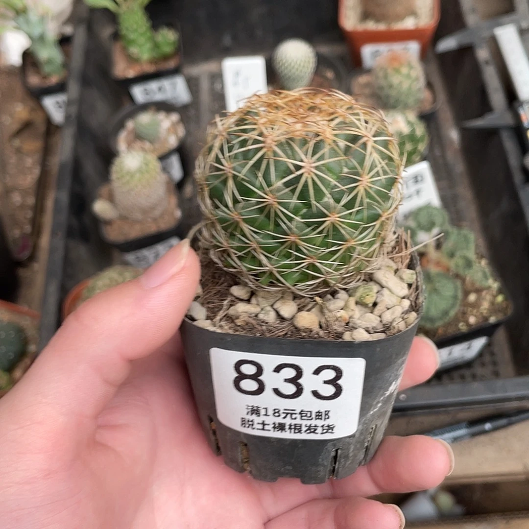 833儒衣（满18包邮）