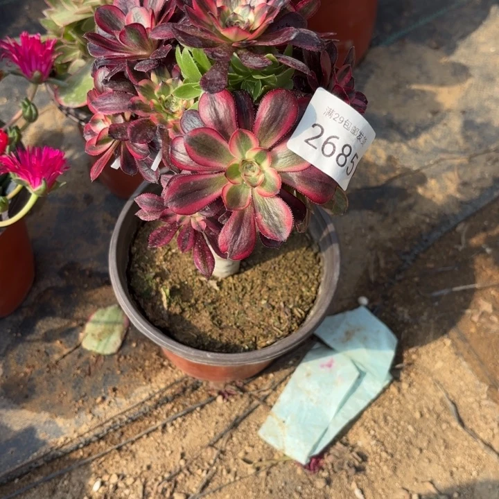 七彩树多肉法师2685