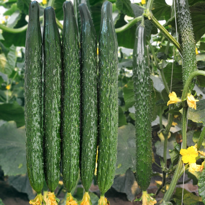 【满5包包邮】津研四号黄瓜种子青瓜刺黄瓜种籽子水果春秋四季阳