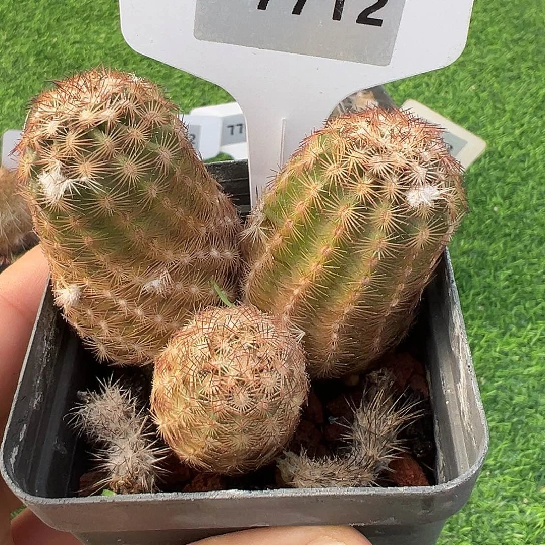 7712 三头虾实生裸根发货