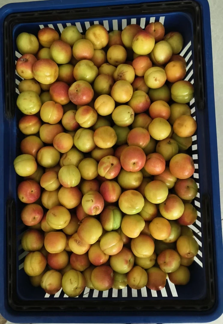 正宗的哈密白杨沟小白杏