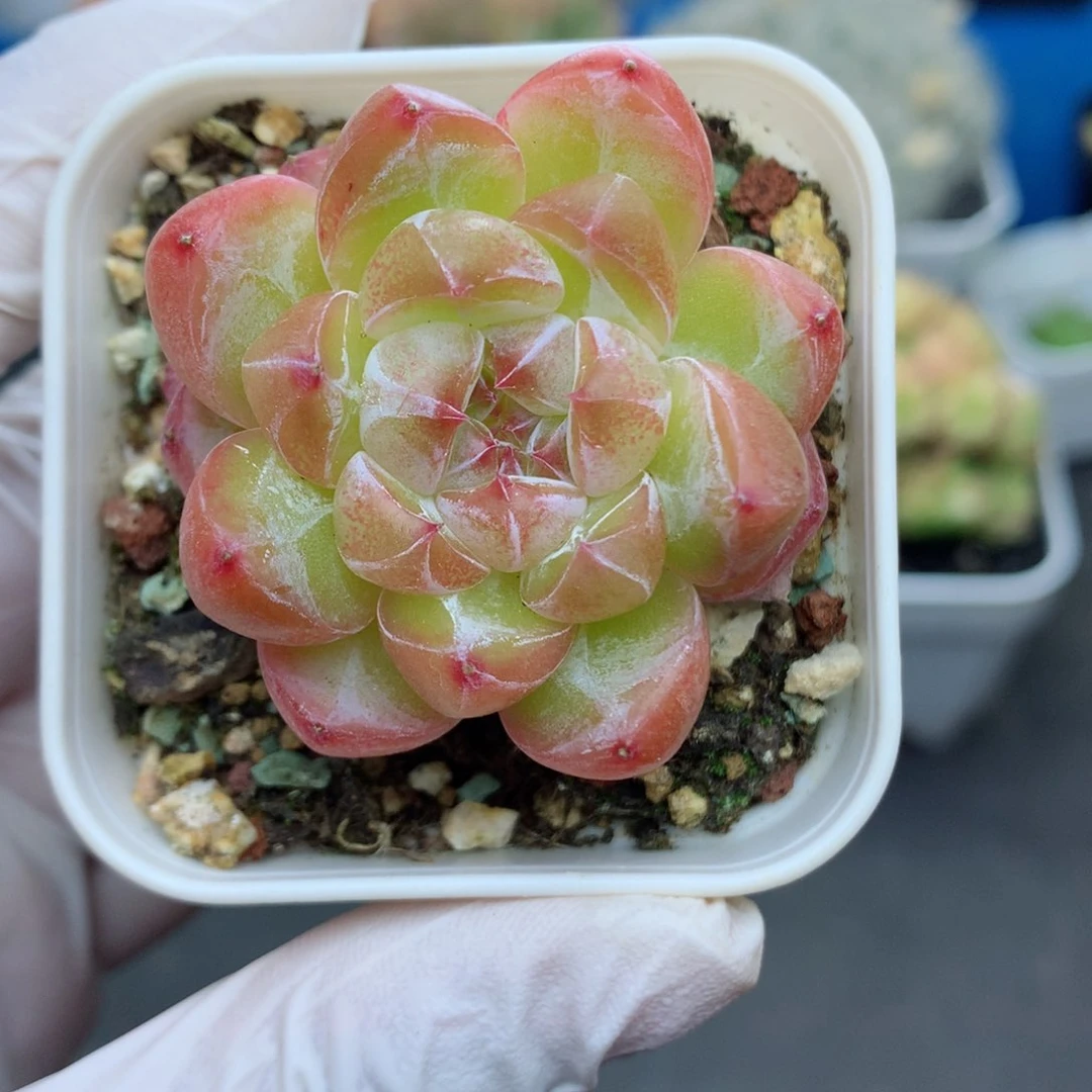 58包邮  群生不包整64