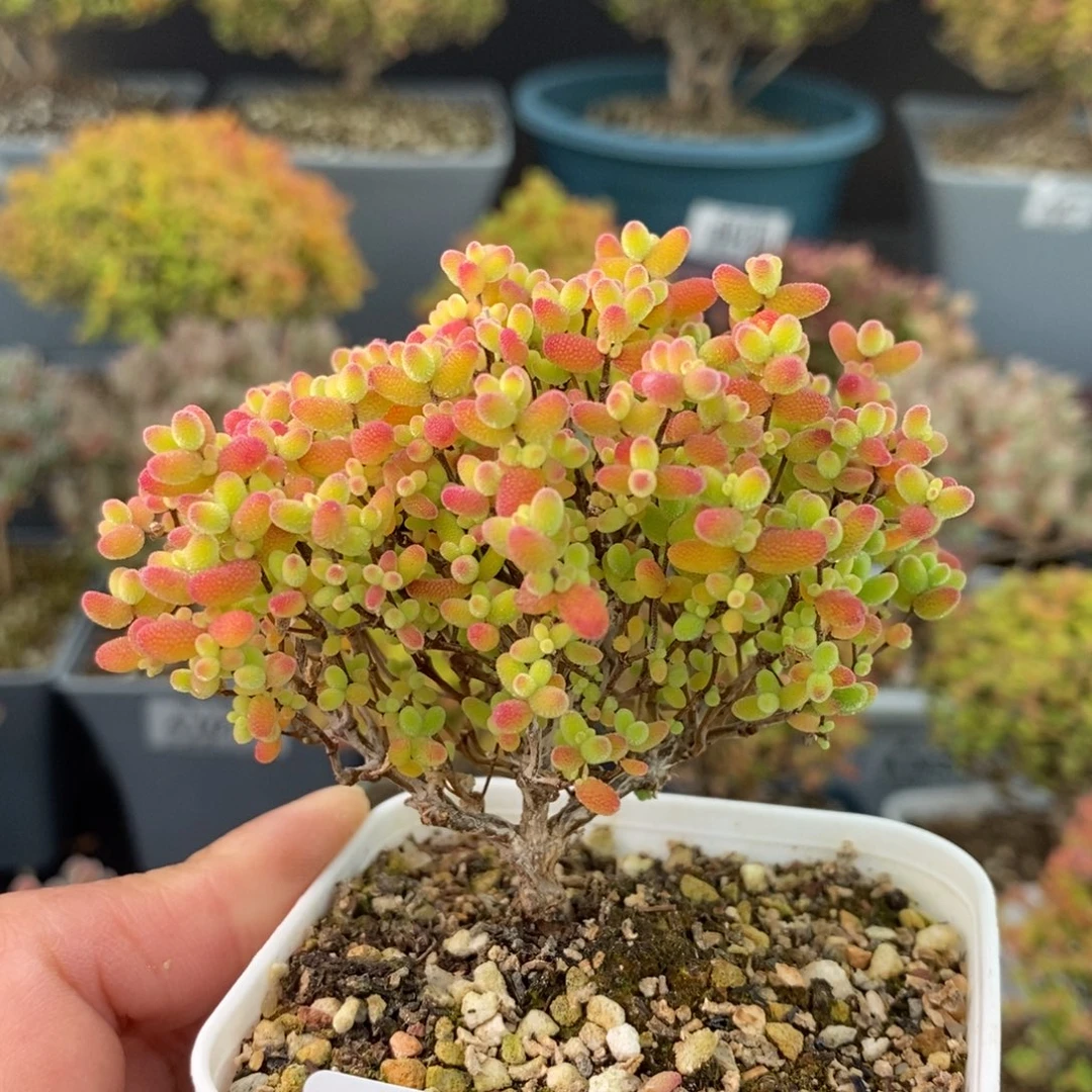 1627蜜橘糖球 。