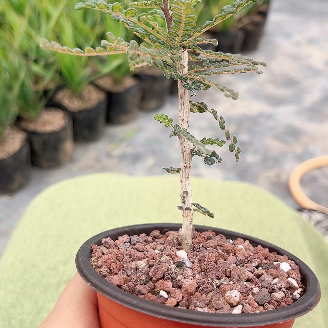 泡泡叶橄榄多肉植物