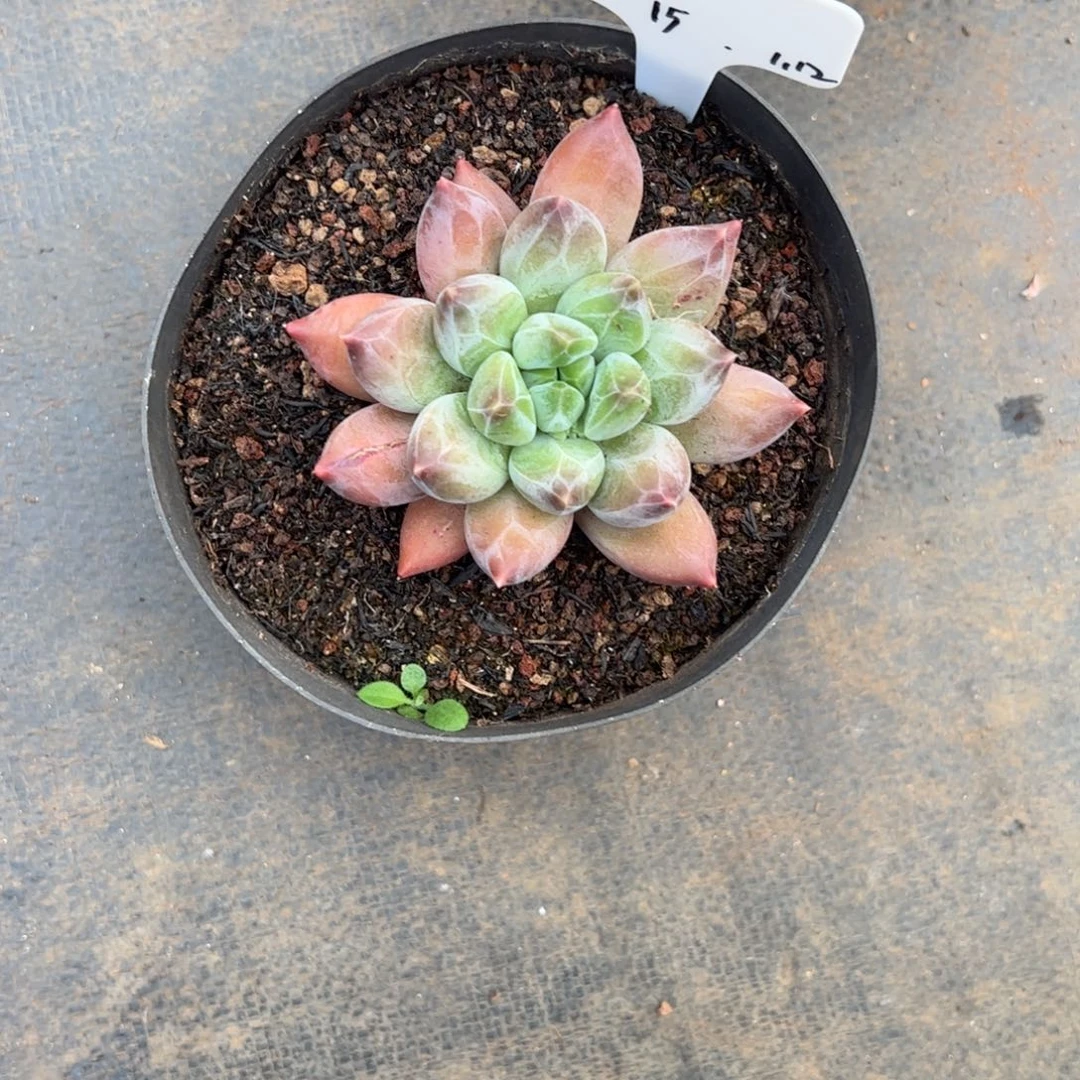 张张精品多肉重楼