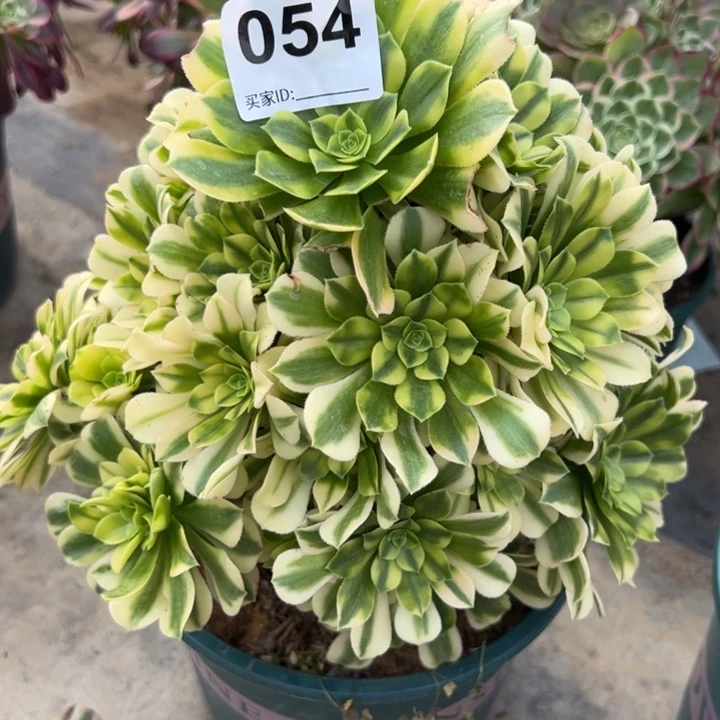 054金丝翡翠25厘米左右