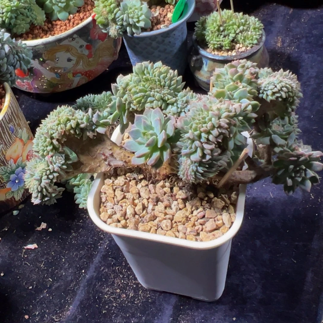 小桃花冰魄缀微瑕