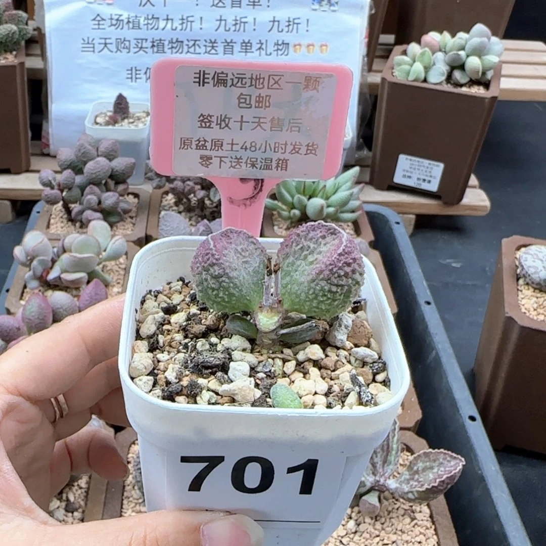 701胖伍多肉植物