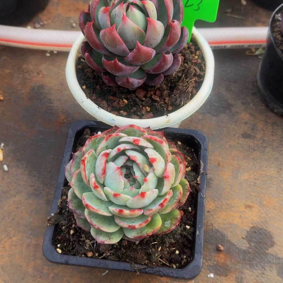 霞**海组合套餐编号23号