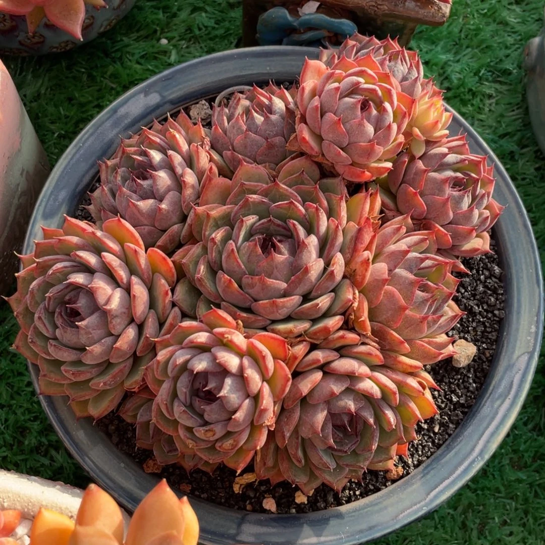 多肉植物盆栽多肉植物