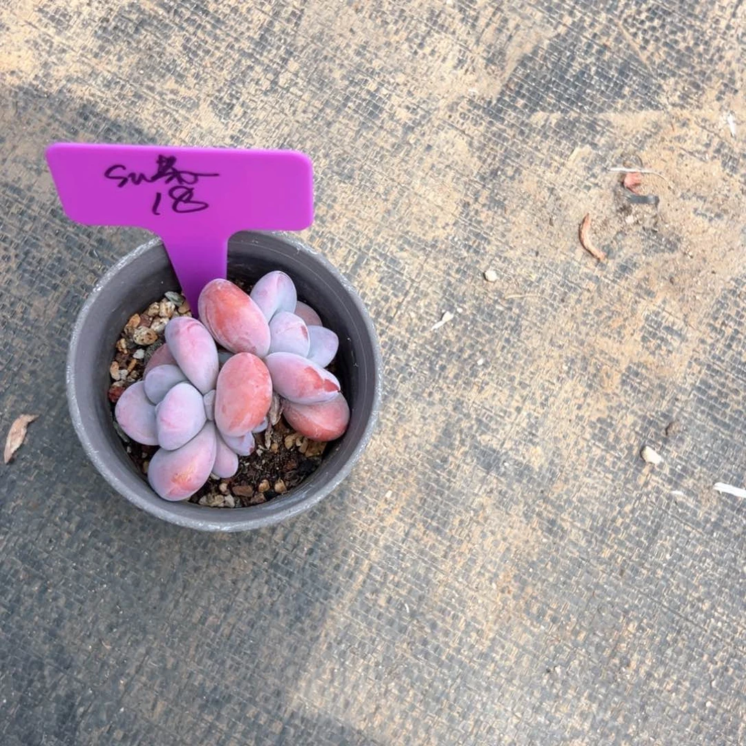 无花朵S*苏111111111111