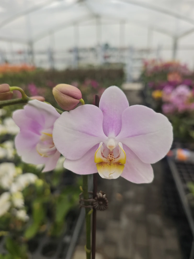 【天使】蝴蝶兰 带花带花苞 2.8寸杯 消苞无售后